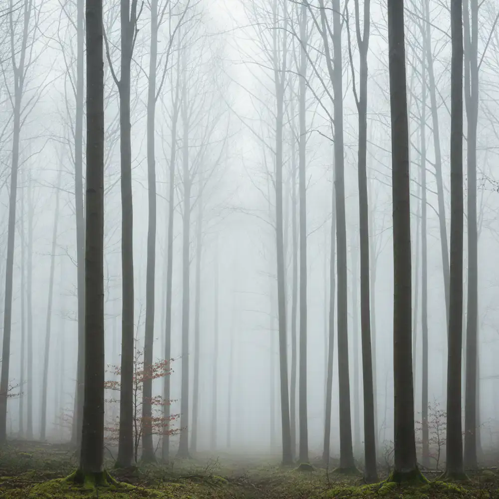 Vertical frame of a dense foggy forest